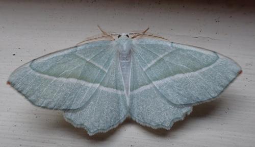 Campaea margaritaria